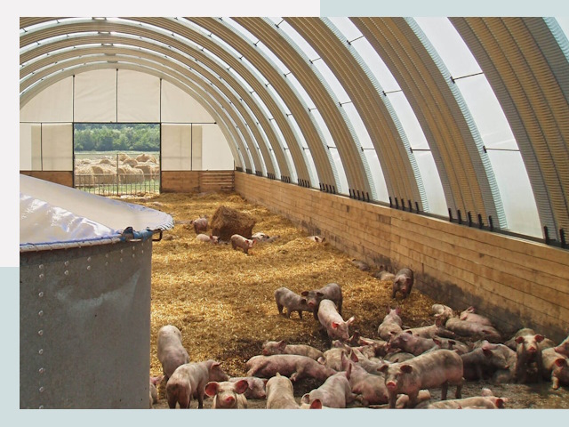 Строительство свинарников в Великих Луке