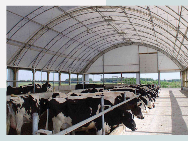 Тентовые коровники в Великих Луке